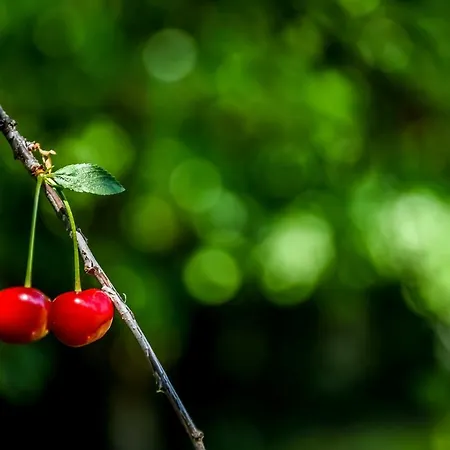 アパート Apartmanhaz *